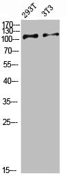ULK2 Antibody