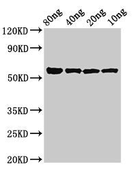 kgp Antibody