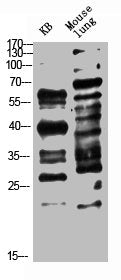 Pan myristoylation Antibody