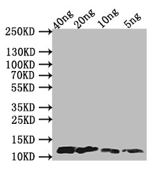 A29L Antibody