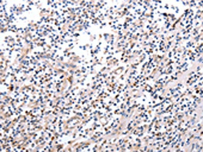 PDCD10 Antibody