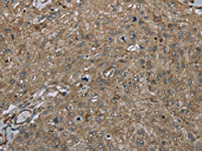 CLPS Antibody