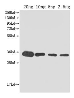 kdsB Antibody