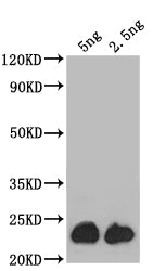 ASPZODRAFT_1728931 Antibody