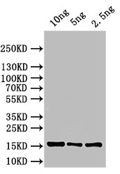 ASPZODRAFT_1728931 Antibody