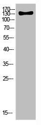 ULK2 Antibody