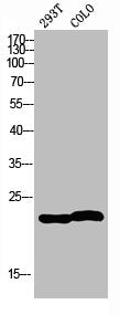 MRPL35 Antibody