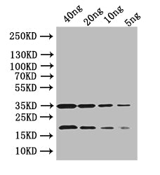 bamA Antibody