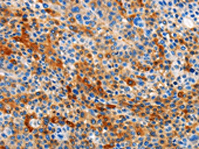 STAMBP Antibody