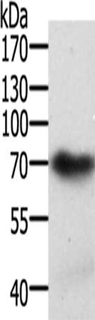 SPDL1 Antibody