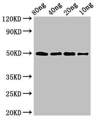 ghrA Antibody
