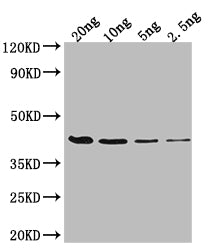 FIS Antibody