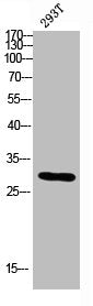 CALB2 Antibody
