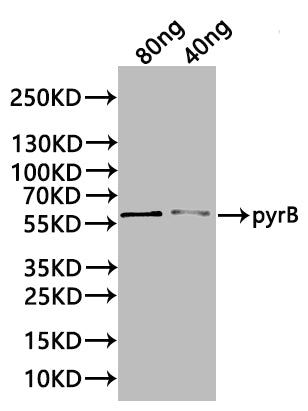 pyrB Antibody