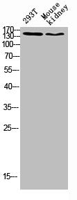 FLT4 Antibody