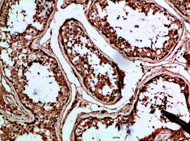 INSL3 Antibody