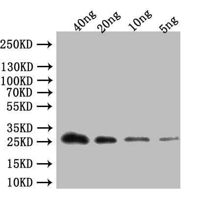 ABCA13 Antibody