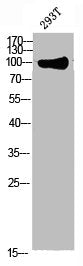 HMMR Antibody