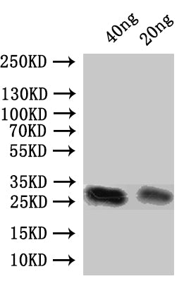Pnap Antibody