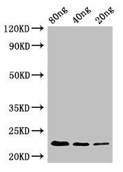 pyrE Antibody
