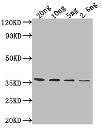 ATG32 Antibody
