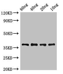 lplA Antibody
