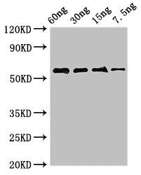 AK Antibody