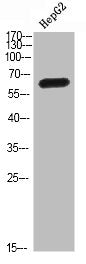 MIA2 Antibody