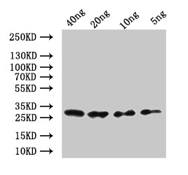 mes-2 Antibody