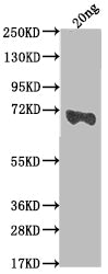mtr Antibody