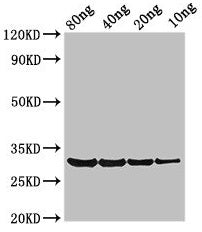 PRO1 Antibody
