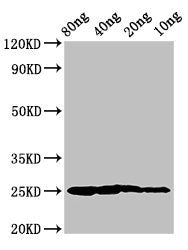 Vertebrate ancient opsin Antibody