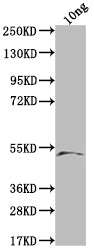 Lysenin-related protein 2 Antibody