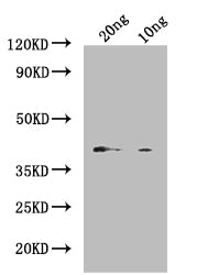 Vitellogenin Antibody