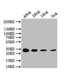 CAP Antibody