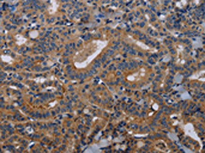 PVRL3 Antibody