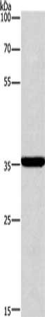 CD207 Antibody