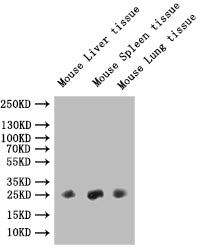 Fgf15 Antibody