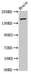 ADGRB2 Antibody