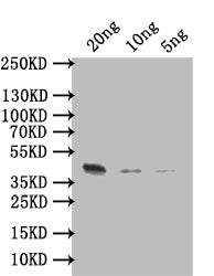 ARGK Antibody