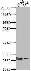 csgD Antibody