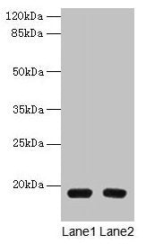 PDE6D Antibody