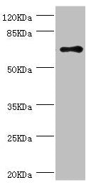 RNGTT Antibody