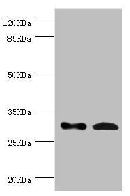ZWINT Antibody