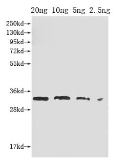 PORC Antibody