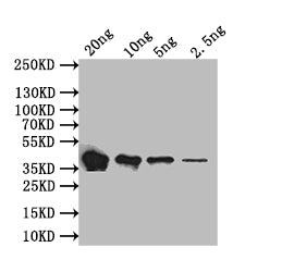 flaB Antibody