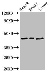 ECI2 Antibody