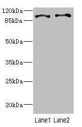 CCP110 Antibody