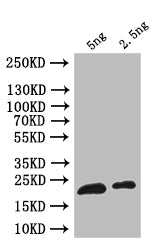 ribH Antibody