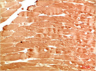 ATG4B Antibody